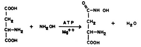 Asparagine Synthetase